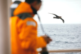 Giant petrel (bird) flies by one of the outer decks of our vessels. A guest in yellow parka can be seen taking photographs.