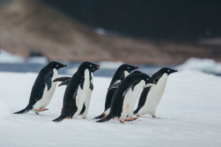 Six Adelie penguins move across an ice flow at Paulet Island