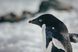 A close-up photo of an adelie penguin with a telephoto lens.