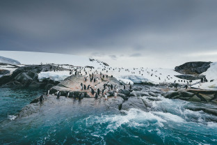 A group of gentoo penguins stand on a rocky outcrop in the edge of their nesting area.