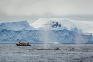 Guests in a zodiac witness a whale breaching in the Antarctic Peninsula.