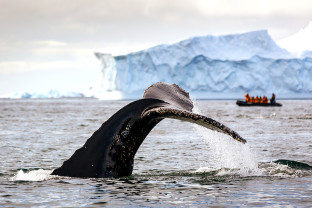 A humpback whale tail is spotted in Antarctic waters. A Zodiac boat with an Expedition Guide and guests look on in the background.