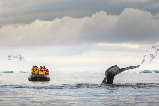 A group of guests in yellow parkas photograph and admire the tail of a humpback whale during its fluke.