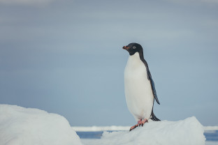 An Adelie penguin stands tall on top of an iceberg.