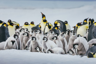 Emperor Penguins at Snow Hill