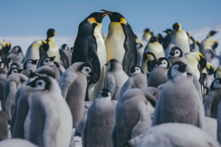 Emperor Penguins at Snow Hill