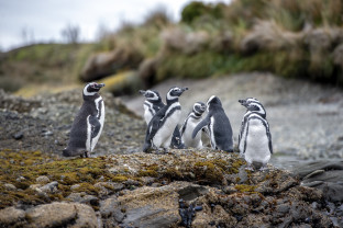A group of magellanic penguins stand together at Tucker Islets in  the Whiteside Channel in Patagonia.
