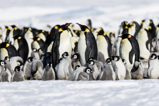 Emperor Penguin Quest: Expedition to Snow Hill