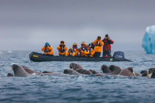 Guests in a Zodiac encountering a group of Walrus