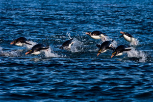 南乔治亚岛和南极半岛：企鹅之旅
