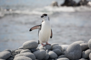 A single chinstrap penguin raises his right flipper for the camera as it stands on top of a rocky outcrop.
