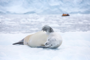 A single crabeater seal rests on a large icefloe. A zodiac can be seen in the distance on the top right angle of the image.