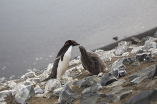 Penguins on Snow Hill