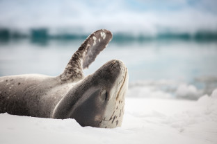 A single leopard seal rests on an icefloe.