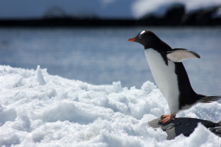 南极捷运：飞越德雷克海峡（飞去船回）