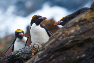南乔治亚岛和南极半岛：企鹅之旅