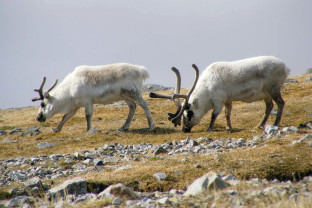 Reindeer grazing in Spitsbergen