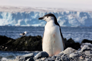 Photo by Sam Crimmin