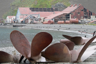 南乔治亚岛和南极半岛：企鹅之旅