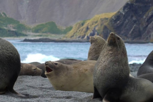 史诗般的南极：福克兰群岛（马尔维纳斯群岛）、南乔治亚岛以及穿越南极圈