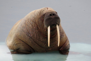 西北航道：史诗般的北极地区