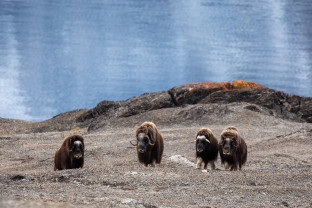 冰岛到格陵兰岛：日全食壮观上演