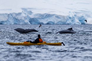 南极海洋哺乳动物：鲸与海豹的世界