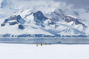 南极海洋哺乳动物：鲸与海豹的世界