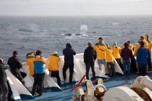 南极海洋哺乳动物：鲸与海豹的世界
