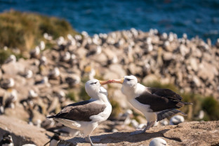 极南地区的企鹅: 福克兰群岛、南乔治亚岛、南极大陆