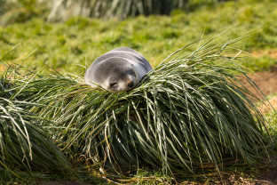 极南地区的企鹅: 福克兰群岛、南乔治亚岛、南极大陆