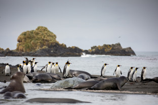 极南地区的企鹅: 福克兰群岛、南乔治亚岛、南极大陆