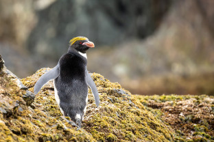 极南地区的企鹅: 福克兰群岛、南乔治亚岛、南极大陆