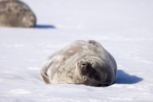 极南地区的企鹅: 福克兰群岛、南乔治亚岛、南极大陆