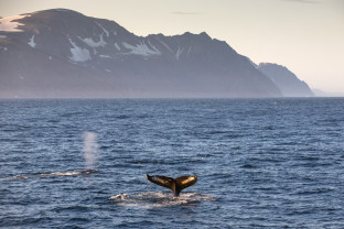 冰岛到格陵兰岛日全食，17 天