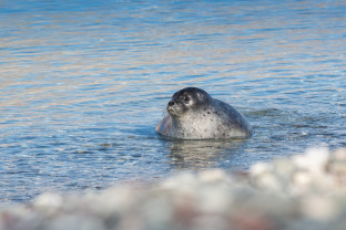 冰岛到格陵兰岛日全食，17 天