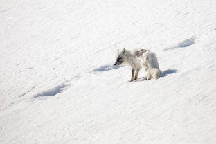 春天的斯瓦尔巴海冰、原始积雪和野生动物