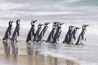 福克兰群岛和南乔治亚岛：20 天野生动物探险之旅