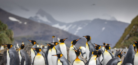 Penguins - South Georgia