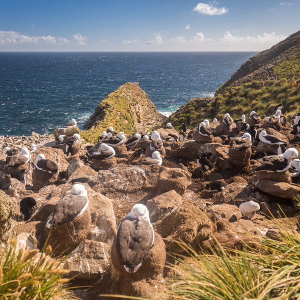 福克兰群岛（Falkland Islands）