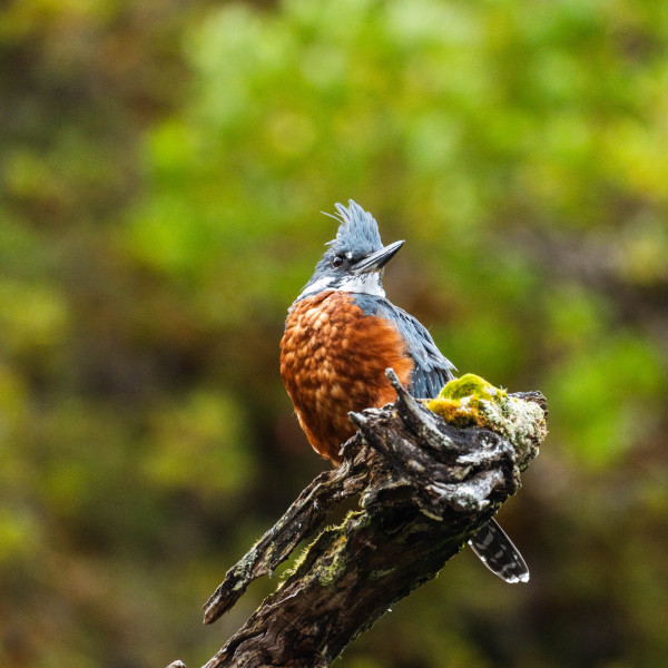 巴塔哥尼亚 (Patagonia)