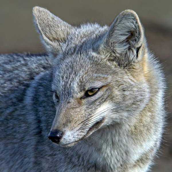 巴塔哥尼亚 (Patagonia)