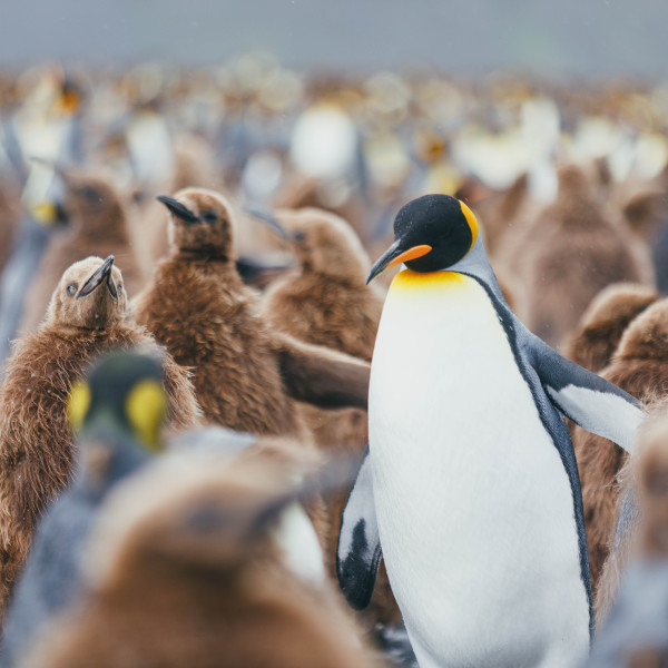 南乔治亚岛 (South Georgia)