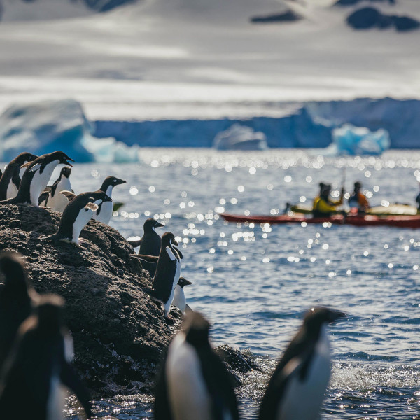 Passengers kayaking near penguins