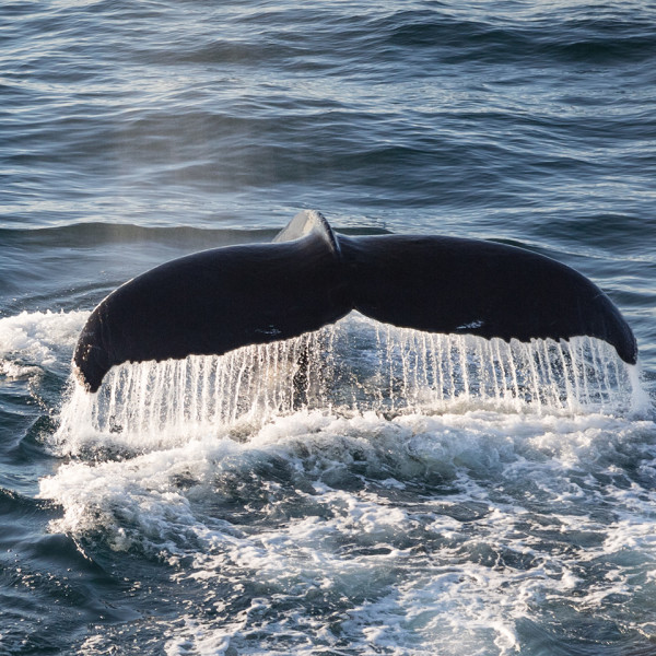 Humpback Whale