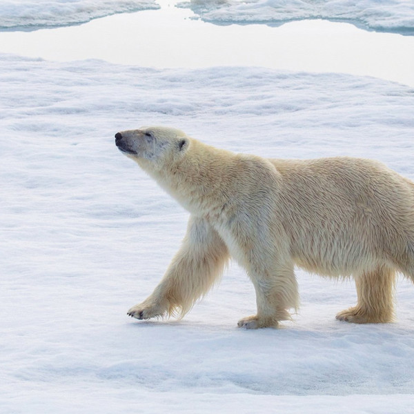 Polar bear in Svalbard