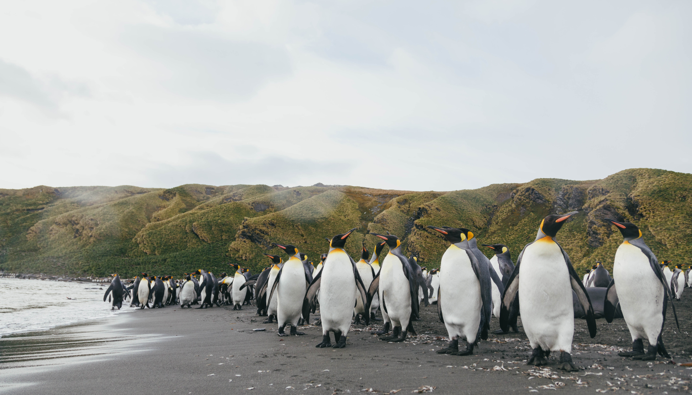 南乔治亚岛 (South Georgia)