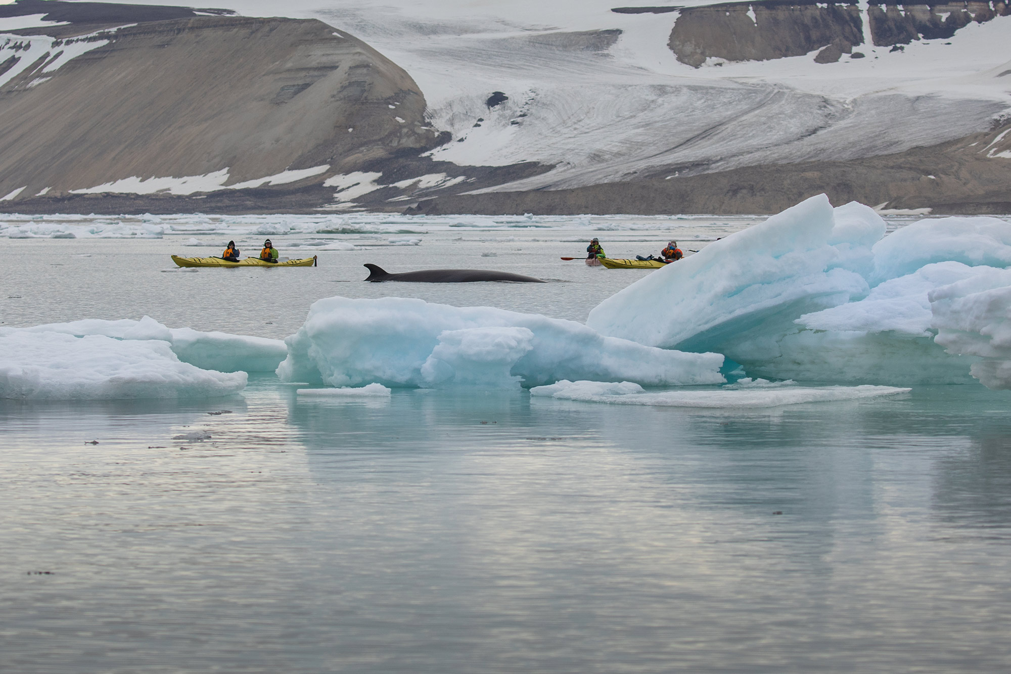 Photo By: Michelle Sole Passengers kayaking with whale
