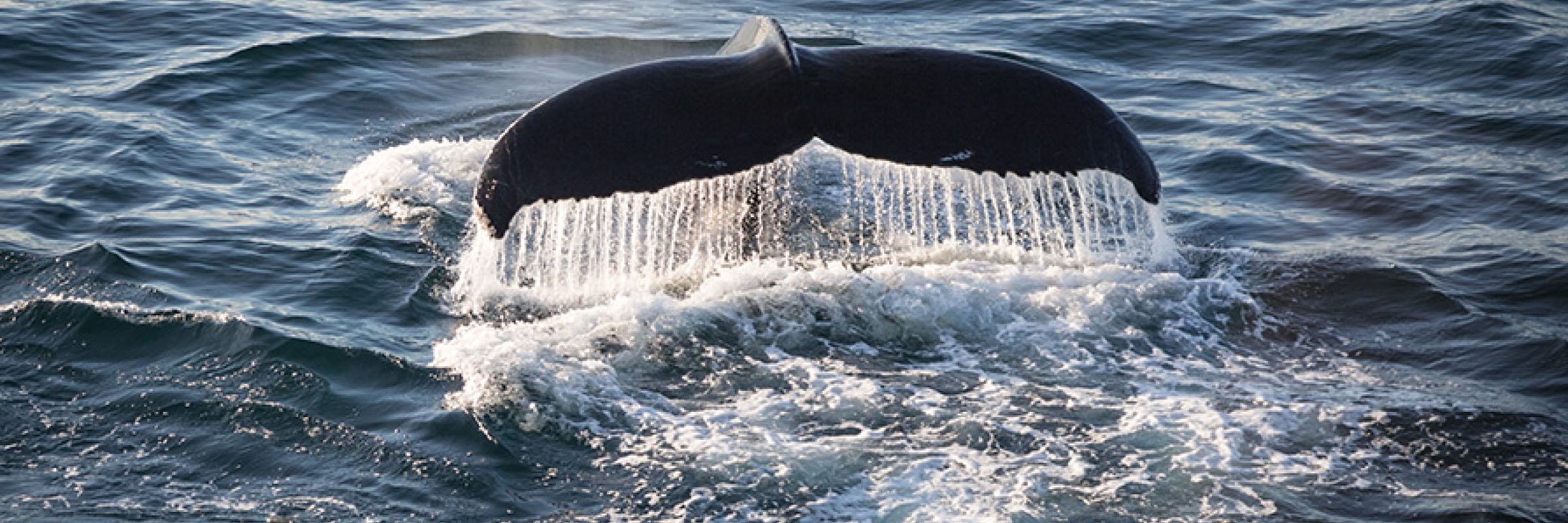 A humpback whale in the Arctic - Photo by Acacia Johnson