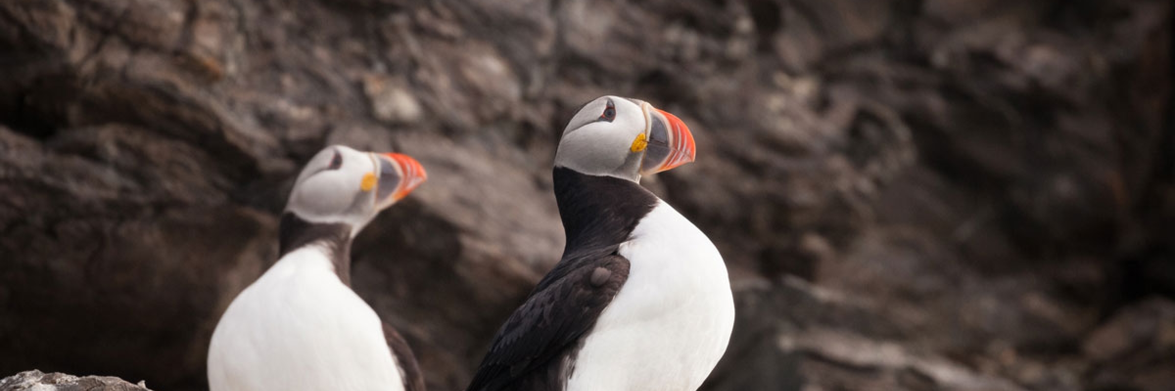 Puffins standing guard as Quark passengers explore their habitat.